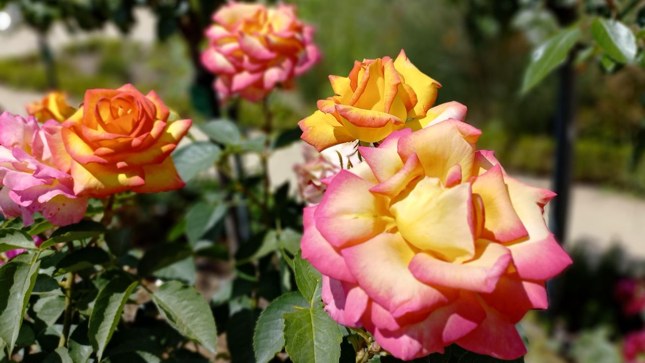 gros plan sur des roses jaunes orangées et roses