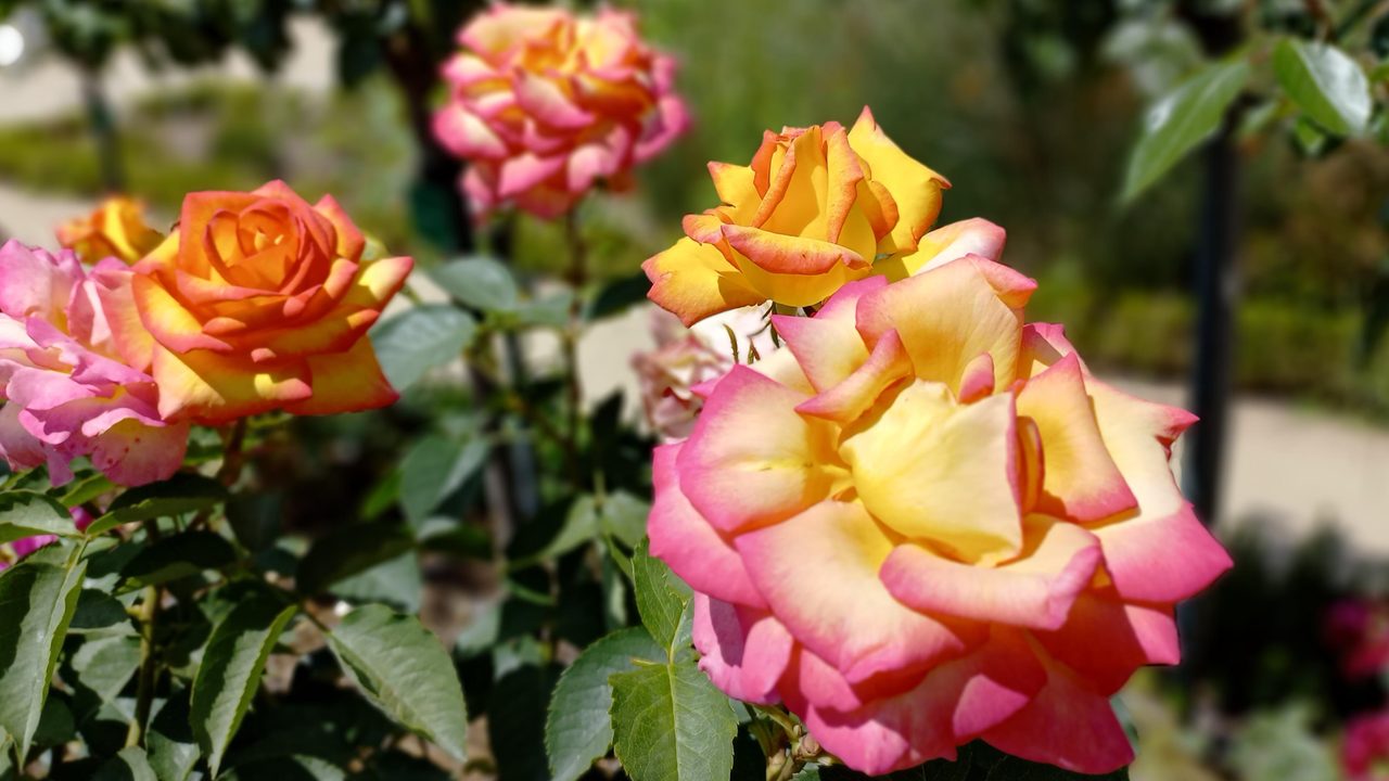 gros plan sur des roses jaunes orangées et roses