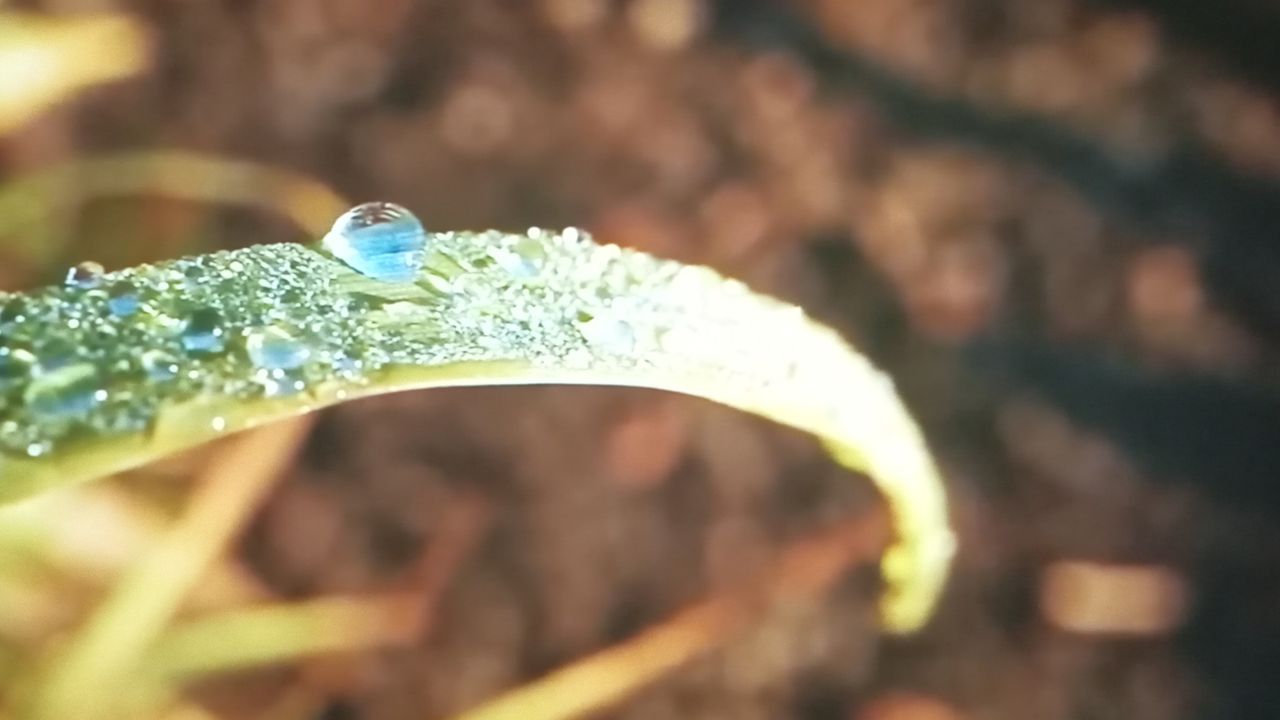 Image de couverture de l'article Biomimétisme. On voit une herbe avec la rosée du matin.