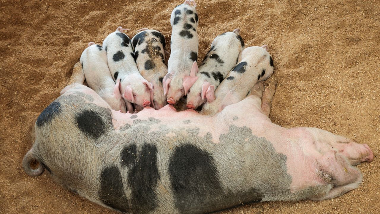 Un truie est allongée et allaite ses petits.