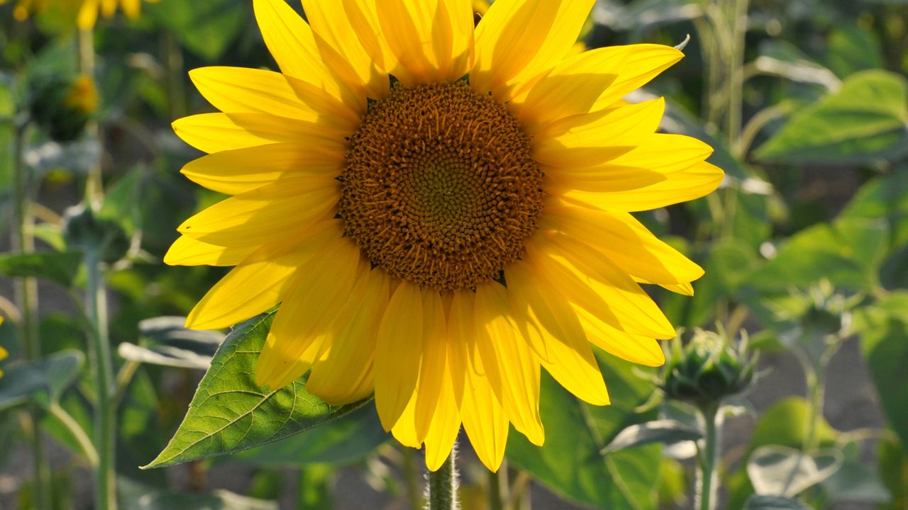 Dordogne - Champ de tournesols