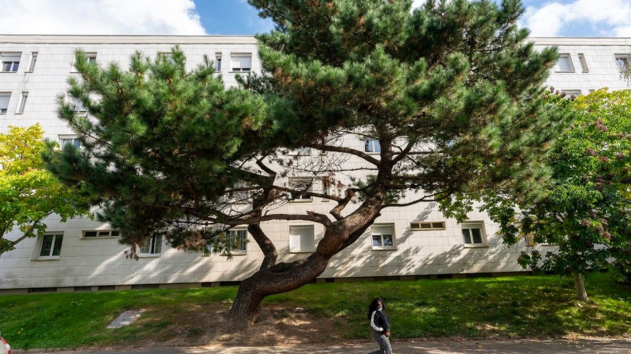 une personne au premier plan avec un grand arbre et un immeuble au fond