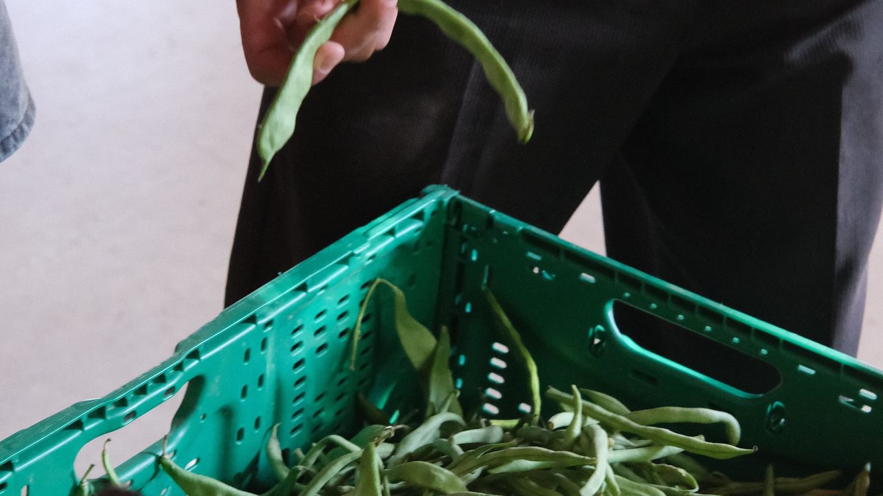 Crate of green beans