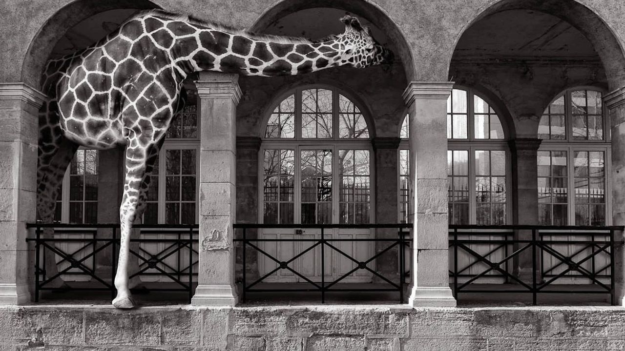 Photo par Clarisse Rebotier, mettant en scène une girafe qui avance parmi les arches d'un immeuble