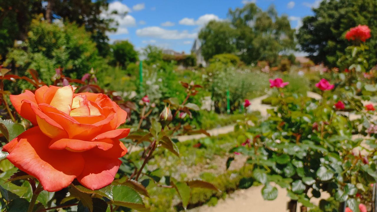 Rose orange en premier plan, derrière, la roseraie