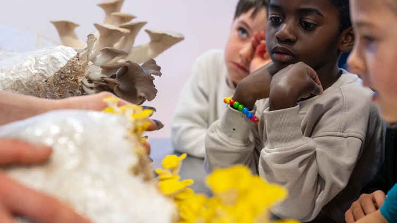 Des enfants observent diverses sortes de champignons.