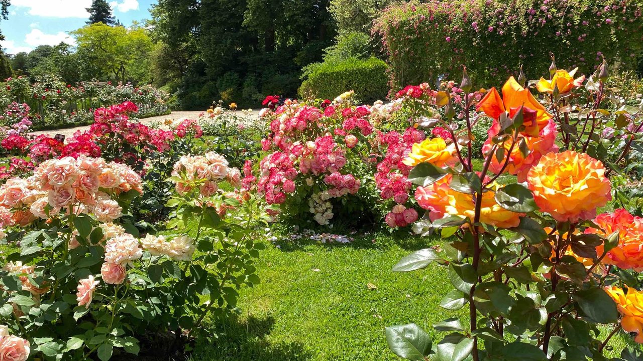 plusieurs pieds de fleurs roses, oranges et roses foncées dans le jardin