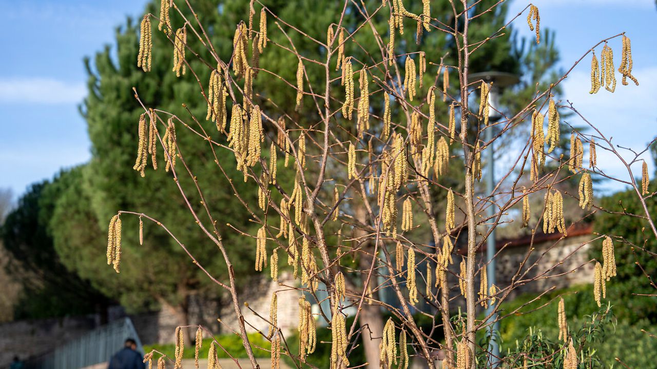 Photo de pollens dans un arbre parc du Thabor.