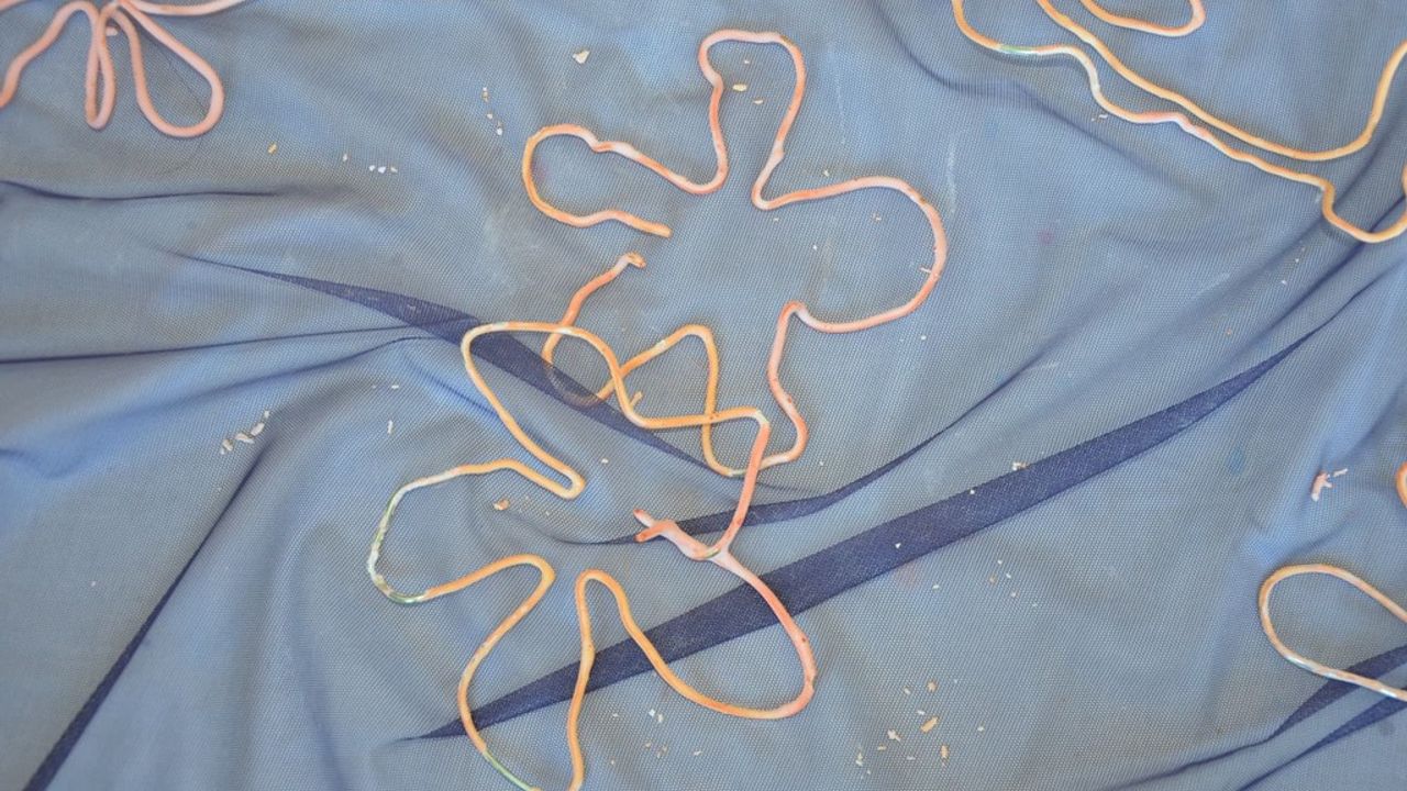 On peut voir les formes réalisées en fil de fer et plongées ensuite dans la peinture, posées sur un tissus bleu.