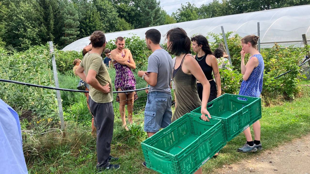 People in a veggie garden, harvesting