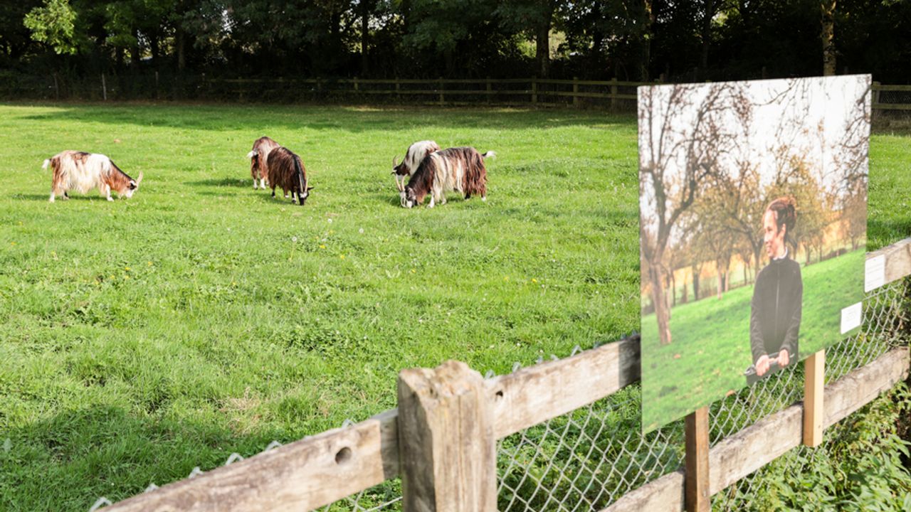 Pâturage avec des chèvres des fossés.