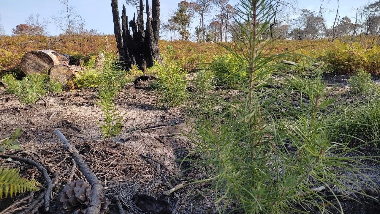 La forêt de La Teste, un an après