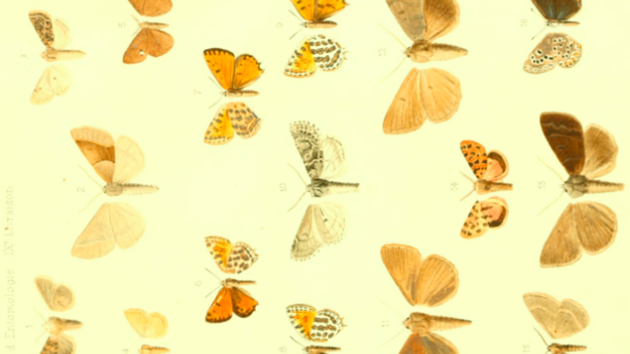 Une photo d'une planche de collection d'espèces de papillons.