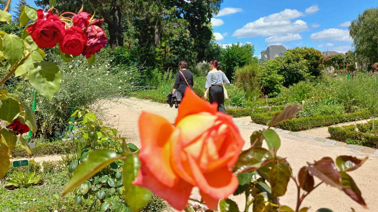 deux roses, oranges et rouges en premier plan. Derrière le jardin.
