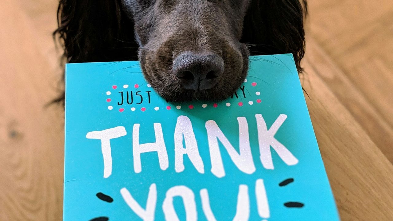 Black spaniel holding a blue card that says thank you