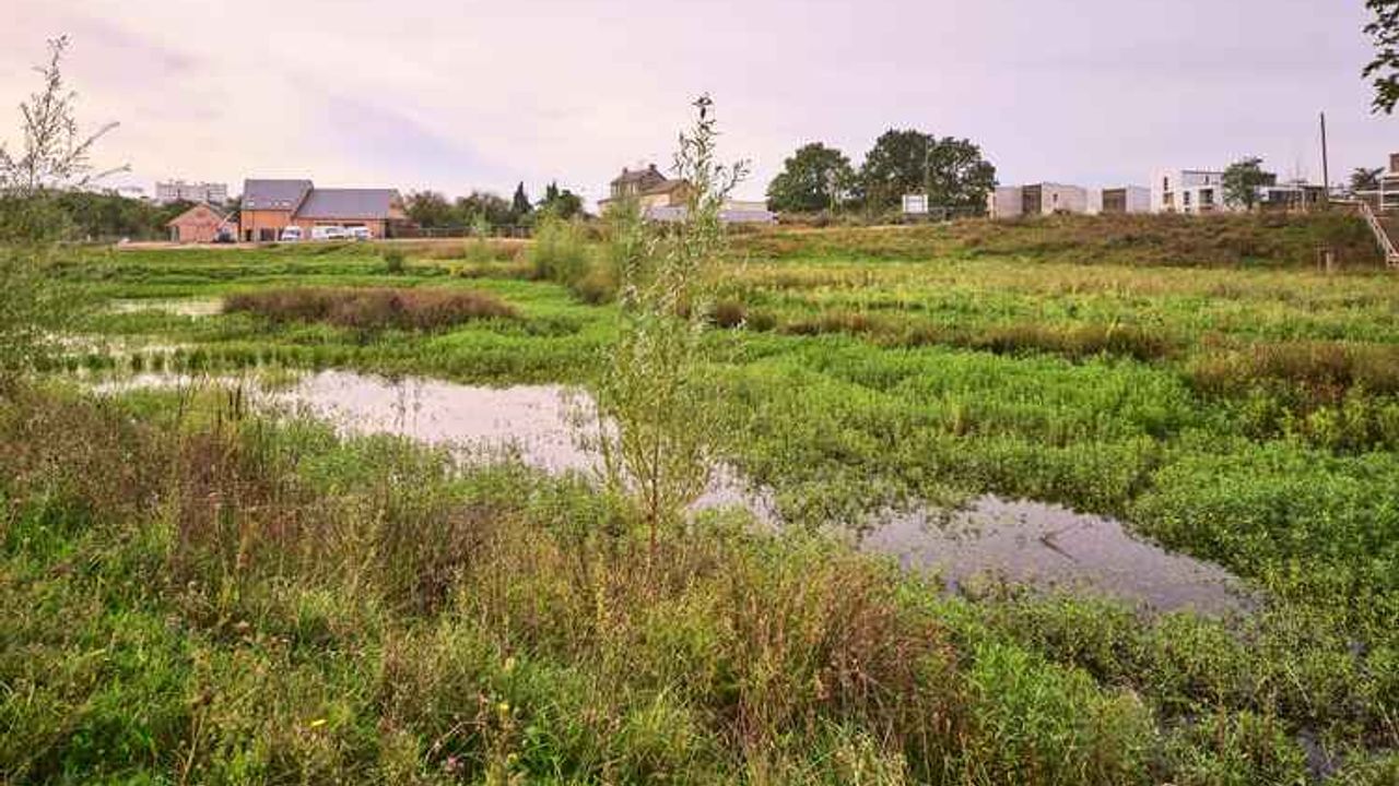 Zone humide aux Prairies Saint-Martin
