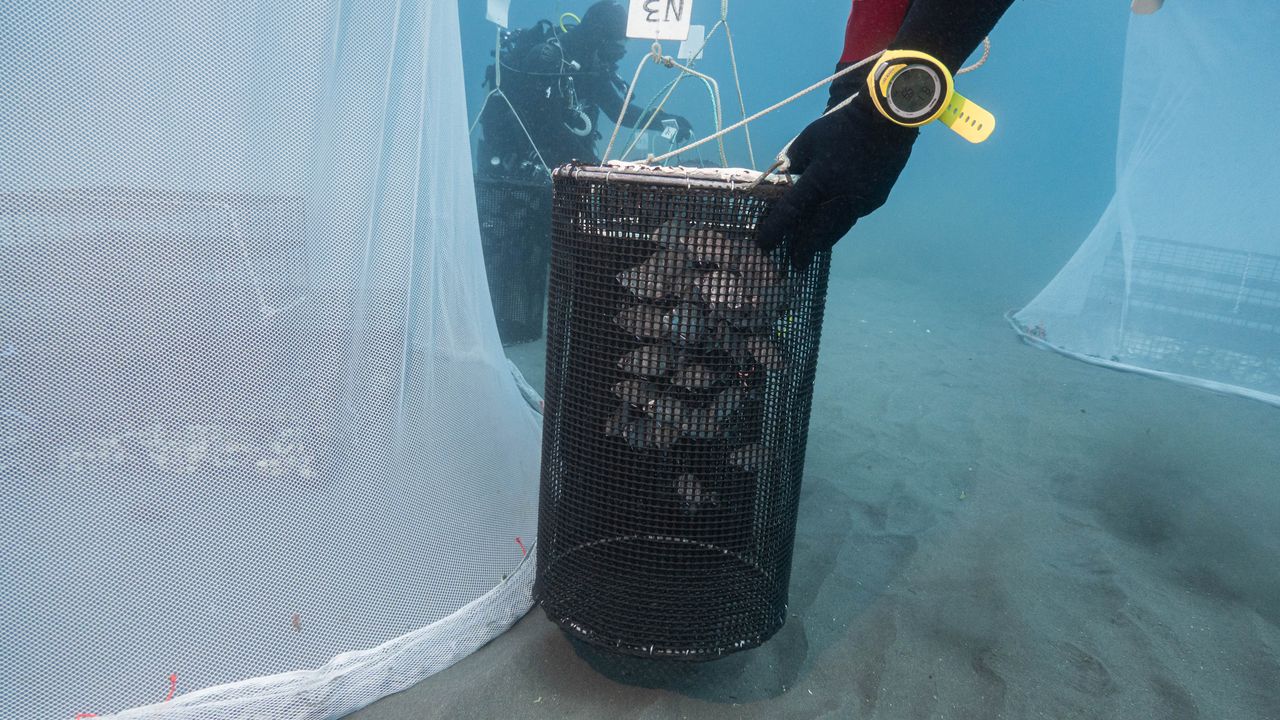 Sars in a trap being transferred under a restocking dome