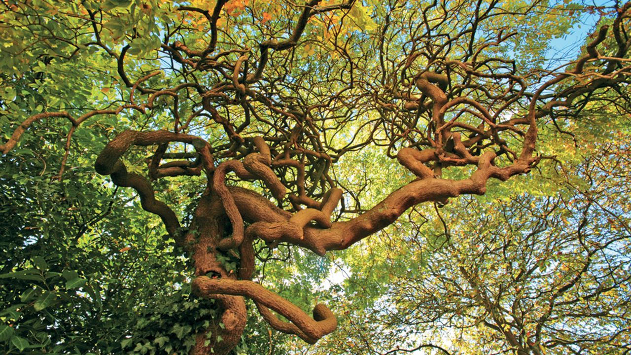 Vue d’un arbre sophora japonica.
