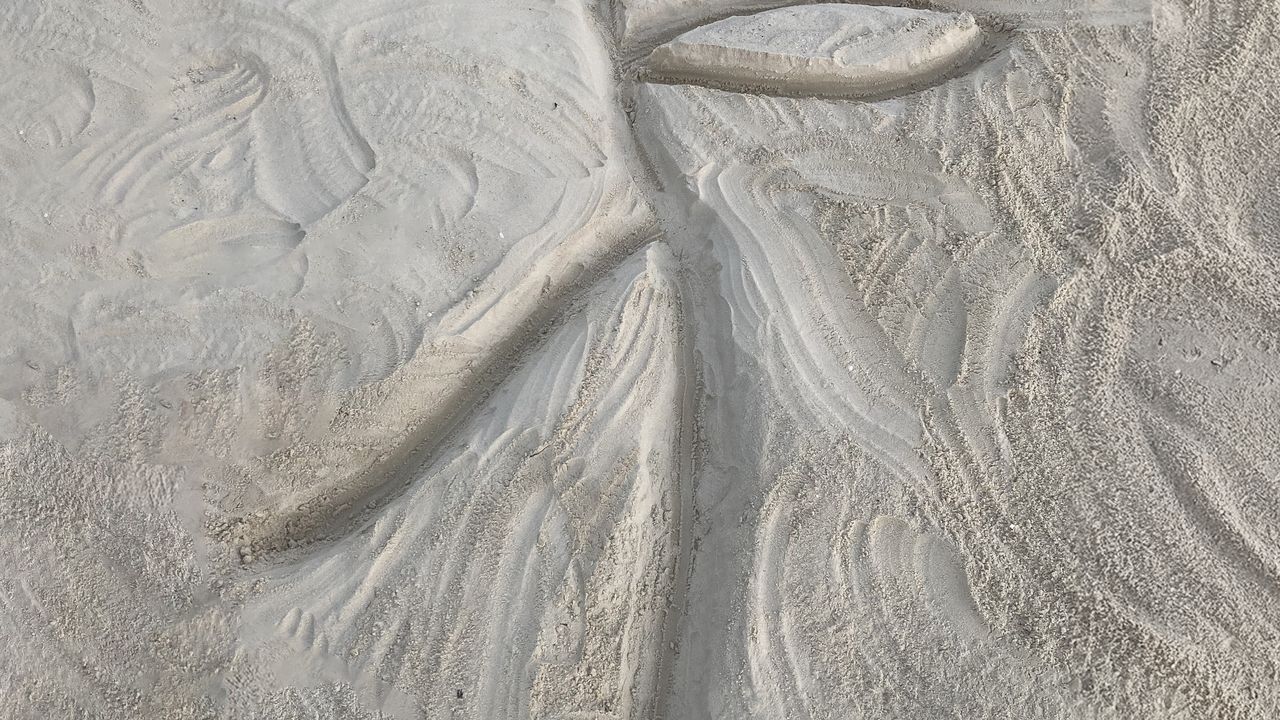 Photo d'un dessin tracé dans le sable. Il ressemble un peu à une tige de plante avec une feuille sur la droite.