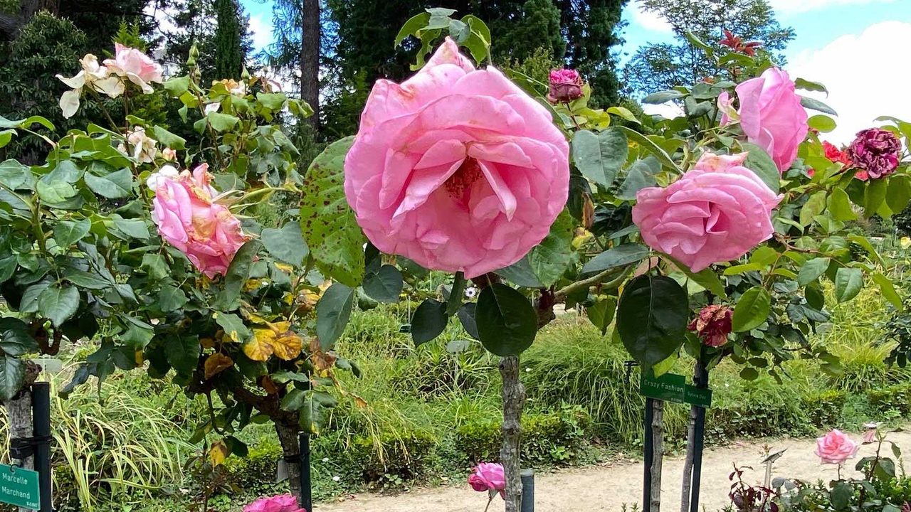 gros plan sur la rose de Rennes, rose.