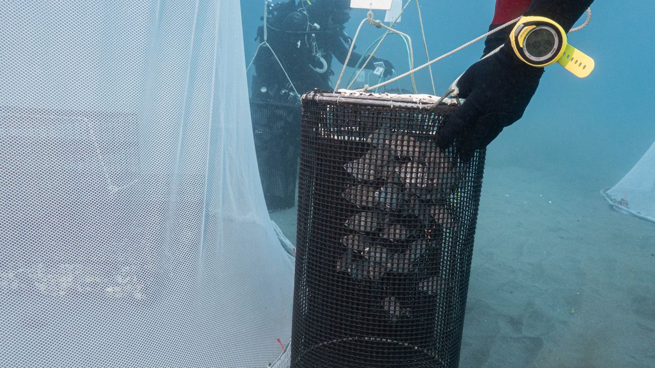 Sars dans une nasse en transfert sous cloche