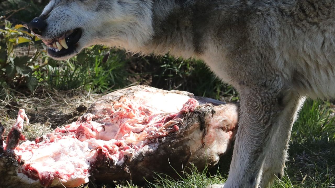 Un loup montre les crocs devant le cadavre d'une proie
