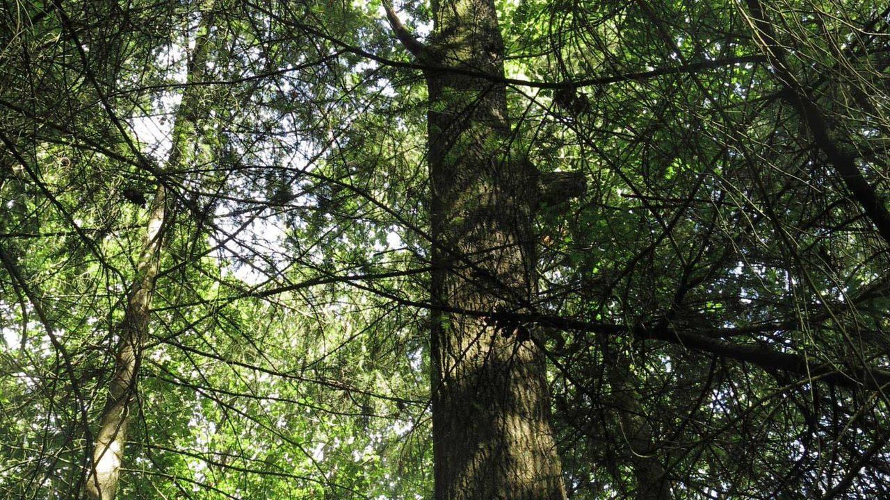 Laoreet lacus feugiat gravida