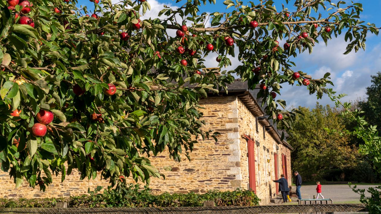 Au premier plan, un pommier et des pommes rouge. À l'arrière plan, des gens entre dans le bâtiment.