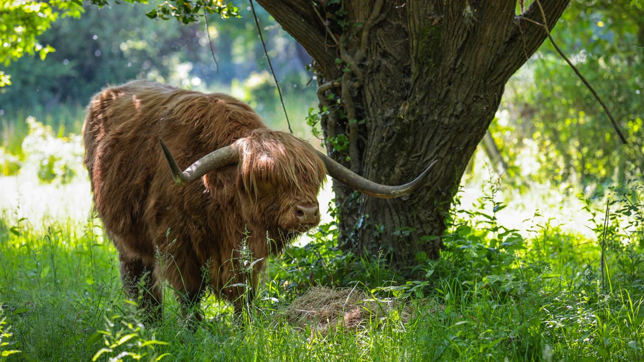 Un boeuf écossais aux prairies Saint-Martin.