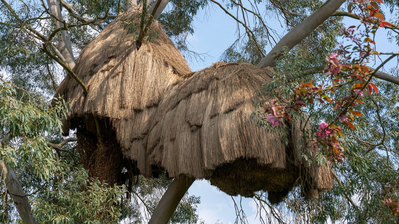 Muz Yer, Wild & Raw, nichoir de Duncan Lewis Scape Architecture aux prairies Saint-Martin. Espèce envisagée : chauve-souris