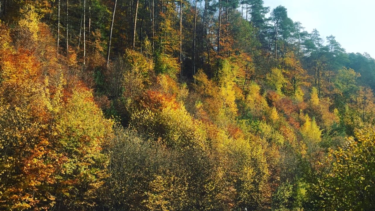 Luxembourg - Forêt d'automne