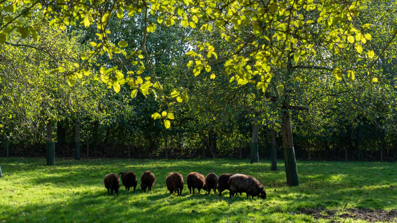Des moutons noirs broutent au près à l'ombre d'un arbre.
