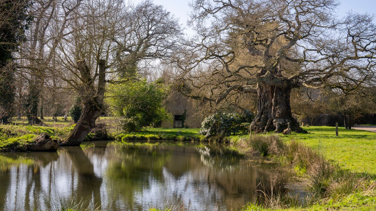 Au premier plan, un plan d’eau. En arrière-plan, le chêne multicentenaire de Méhalée, à Mordelles.