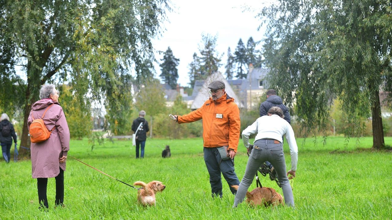 Groupe de chiens en balade, ils sont accompagnés de leurs maîtres.