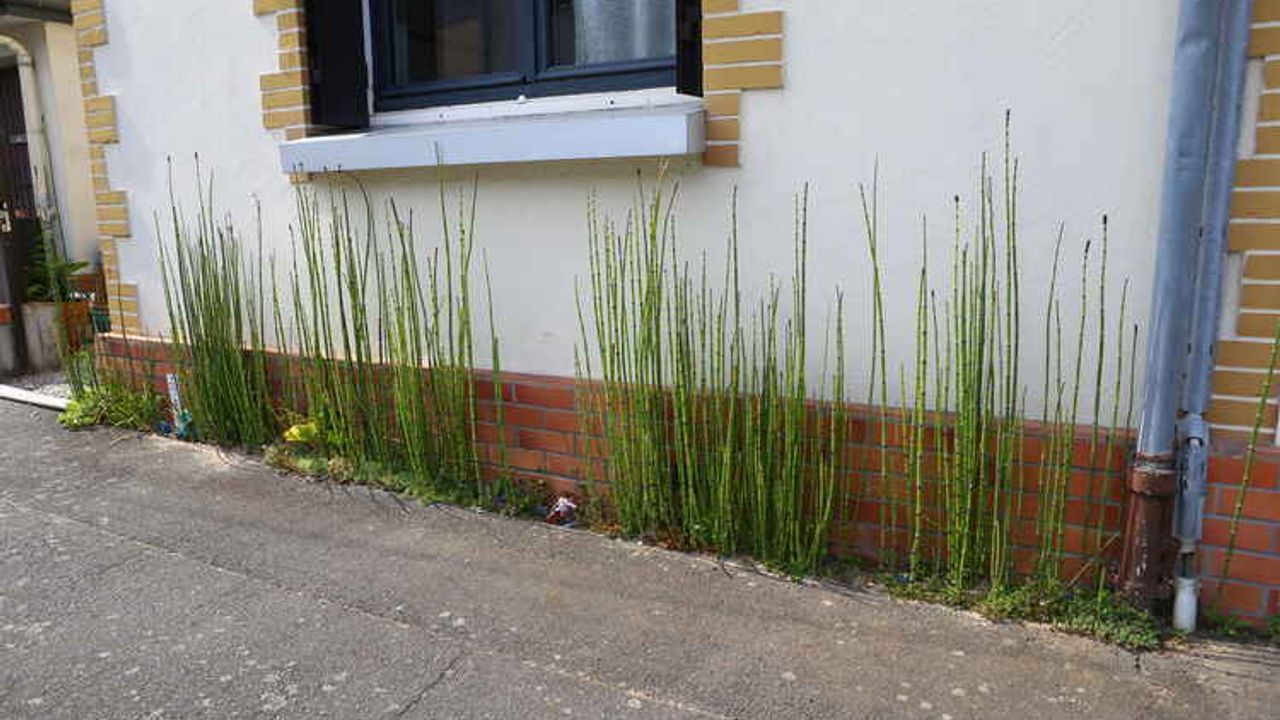 Des végétaux au pied d'un mur sur le trottoir